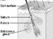 What is the Normal Cycle of Hair Loss and Regrowth?