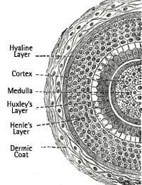 Hair Growth Hair Follicle Sebaceous
