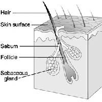 Hair Growth Normal Cycle Of Hair Loss